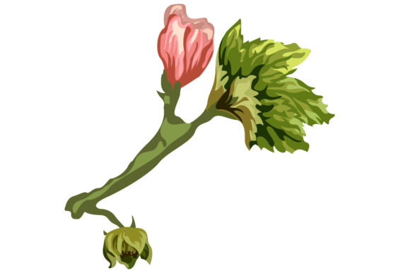Pink Malva Sylvestris Flower stem 28
