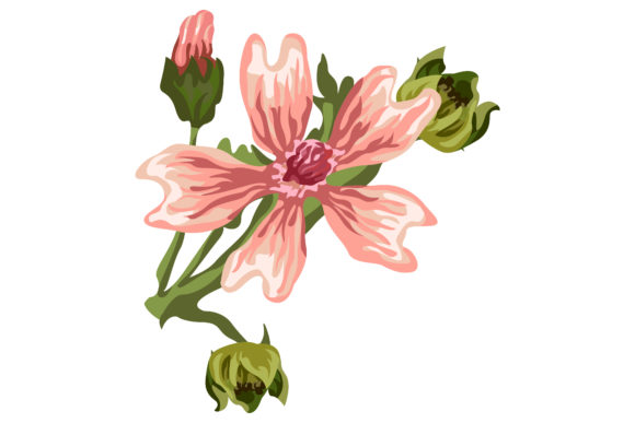 Pink Malva Sylvestris Plant leaves 29 Review