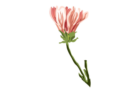 The Buds of Pink Malva Will Bloom 24