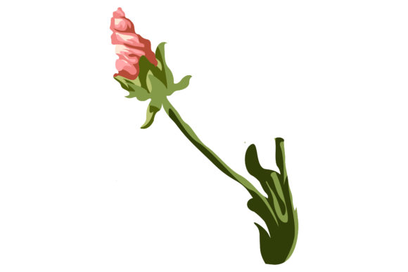 The Buds of Pink Malva Will Bloom 25: A Designer’s Review